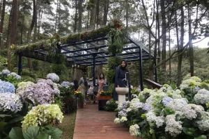 Daya Tarik Orchid Forest Cikole